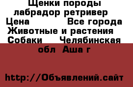 Щенки породы лабрадор ретривер › Цена ­ 8 000 - Все города Животные и растения » Собаки   . Челябинская обл.,Аша г.